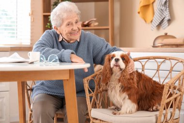 Üst düzey kadın yemek masasında yakışıklı şövalye Kral Charles spaniel köpeğiyle oturuyor.