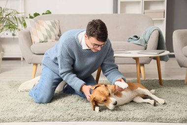 Gözlüklü genç adam evde yerde sevimli Beagle köpeğiyle oynuyor.