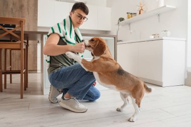 Gözlüklü genç adam mutfakta sevimli Beagle köpeğiyle oynuyor.