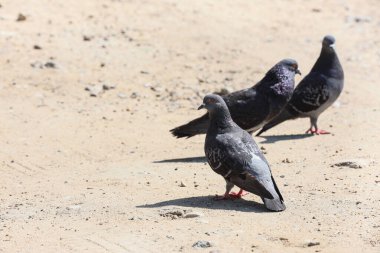Şehir caddesinde güzel güvercinler