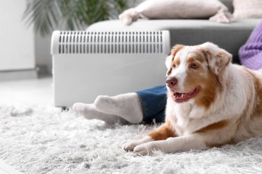 Avustralya çoban köpeği olan genç bir kadın ısıtıcının yanında yerde oturuyor.