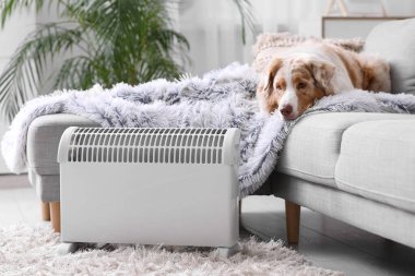 Evdeki ısıtıcının yanındaki kanepede battaniyeli şirin Avustralya çoban köpeği.