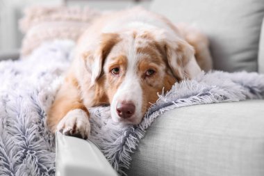 Evdeki ısıtıcının yanındaki kanepede battaniyeli şirin Avustralya çoban köpeği.