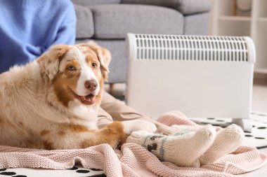 Battaniyeli genç bir kadın ve Avustralyalı çoban köpeği ısıtıcının yanında oturuyorlar.