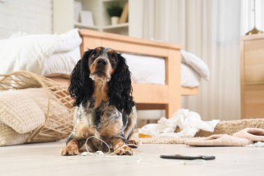 Yaramaz cocker spaniel yatak odasında yerde kulaklık çiğniyor.