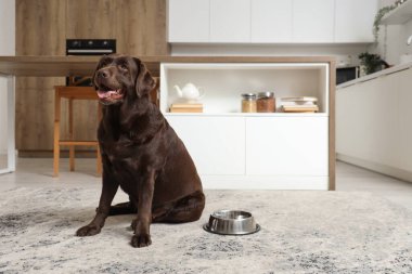 Mutfakta halının üzerinde yemek kasesi olan şirin Labrador köpeği.