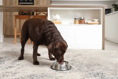 Tatlı Labrador köpeği mutfaktaki kaseden yemek yiyor.