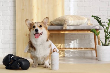 Evde spor su şişesi ve boks eldivenleri olan şirin Corgi köpeği.