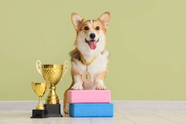 Yoga blokları ve yeşil duvarın yanında altın bardakları olan sevimli Corgi köpeği.