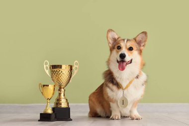 Yeşil duvarın yanında altın bardakları olan sevimli Corgi köpeği.