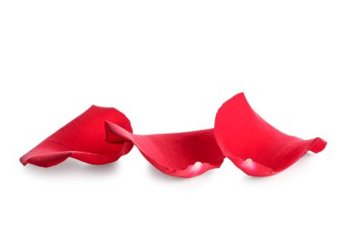 Beyaz arkaplanda güzel kırmızı gül yaprakları