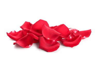 Beyaz arkaplanda birçok kırmızı gül yaprağı