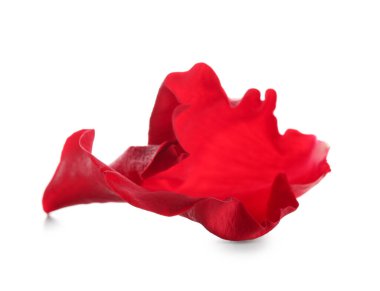 Beyaz arkaplanda güzel bir gül yaprağı