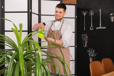 Genç erkek bahçıvan odaya bitki püskürtüyor.