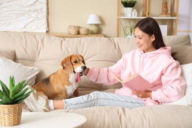 Genç bir kadın kitap okuyor ve oturma odasındaki kanepede sevimli Beagle köpeğini okşuyor.