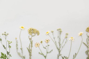 Açık arkaplanda kurumuş çiçekler, üst görünüm