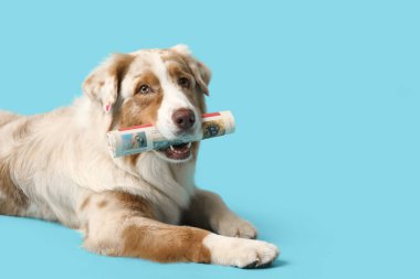 Mavi arka planda yatan gazeteli şirin Avustralyalı çoban köpeği