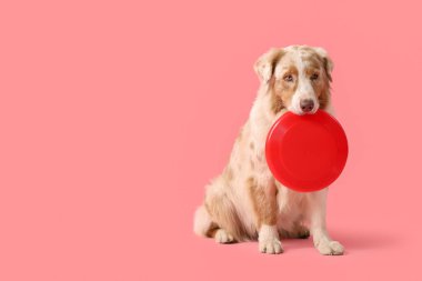 Pembe arka planda kırmızı frizbili şirin Avustralya çoban köpeği.