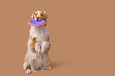 Kahverengi arka planda frizbisi olan tatlı Avustralya çoban köpeği.