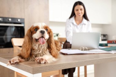 Mutfakta dizüstü bilgisayarla çalışan genç ve güzel bir kadın. Süvari Kral Charles Spaniel 'e odaklan.