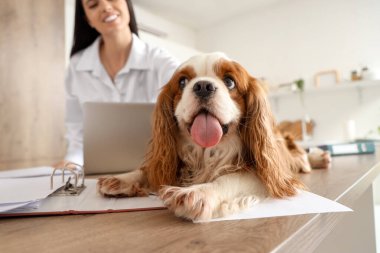 Dizüstü bilgisayarı olan güzel genç bir kadın sevimli şövalye Kral Charles Spaniel 'i evinde okşuyor.