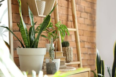 Klozette yeşil bitkiler, yakın çekim