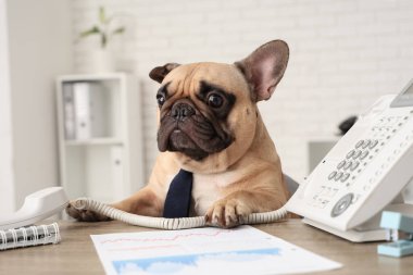 Ofiste oturan kravatlı ve telefonlu komik Fransız bulldog.
