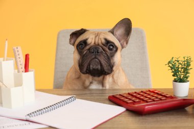 Ofis kırtasiyesiyle turuncu arka planda oturan komik Fransız bulldog 'u.