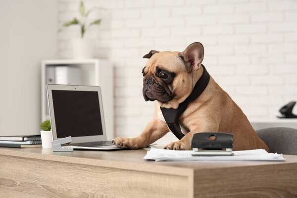 Funny French bulldog with necktie and laptop sitting at table in office