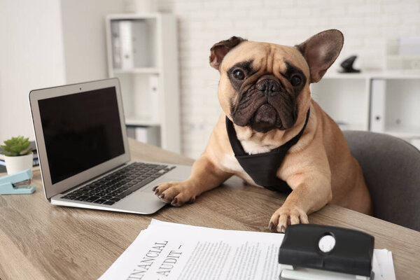 Смешной французский бульдог с галстуком и ноутбуком сидит за столом в офисе