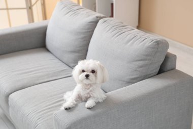 Evdeki kanepede oturan sevimli Maltese köpeği.