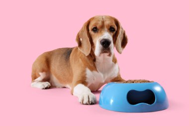 Tatlı Beagle köpeği pembe arka planda kuru yiyeceklerle kasenin yanında yatıyor.