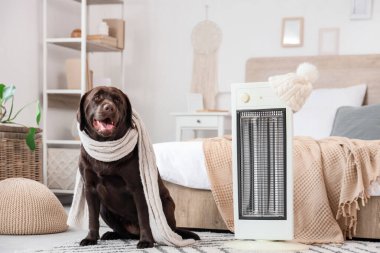 Yatak odasında sıcak atkısı ve elektrikli ısıtıcısı olan şirin Labrador köpeği.