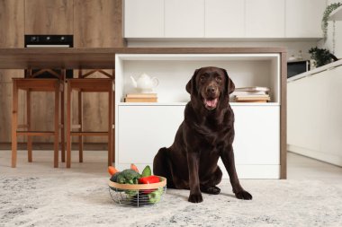 Mutfakta halısı sebzeli şirin Labrador köpeği.