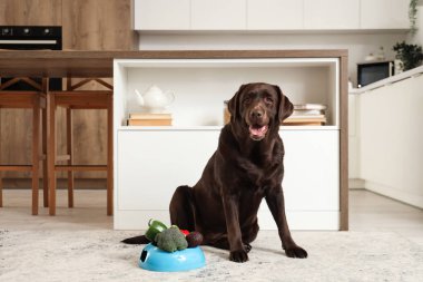 Şirin Labrador köpeği ve mutfaktaki halıda sebzeli yemek kasesi.