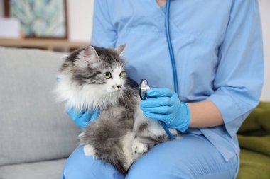 Steteskoplu kadın veteriner ve veteriner kliniğinde kısırlaştırmadan sonra tatlı kedi.
