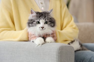 Evde kısırlaştırmadan sonra şirin kedileri olan bir ev sahibi.