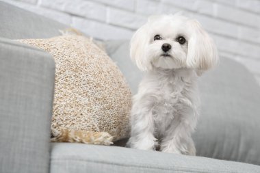 Evdeki kanepede oturan sevimli Maltese köpeği, yakın plan.