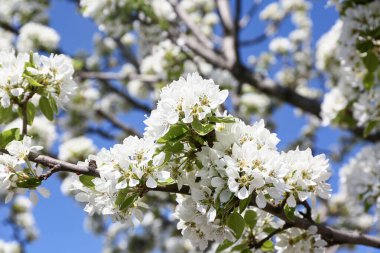 Bulanık doğa arka planında kiraz çiçekleri. Yakın çekim.