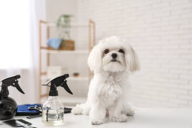 Salonunda tımar aksesuarları olan şirin bir Maltese köpeği var.