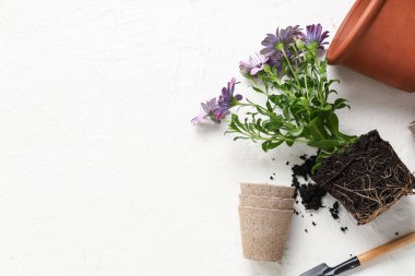 Beyaz arka planda bahçe aletleri olan çiçek açan bir bitki naklediliyor. Üst görünüm