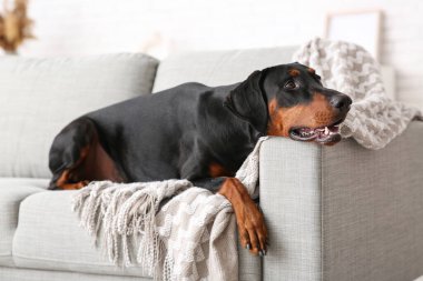 Evdeki kanepede uzanmış ekoseli şirin Dobermann köpeği.