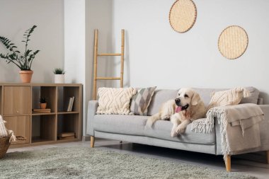 Labrador köpeği oturma odasında kanepede yatıyor.