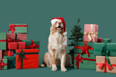 Noel Baba şapkalı şirin Avustralyalı çoban köpeği ve yeşil arka planda sunumlar.