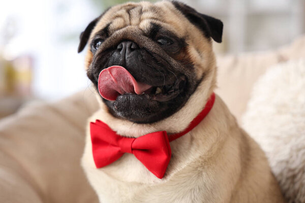 Cute pug dog with bow tie 8 at home. International Women's Day celebration