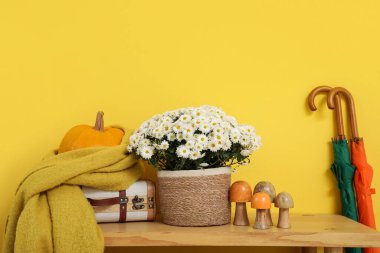 Sonbahar dekoru ve sarı duvarın yanında kasımpatı çiçekleri olan bankta.