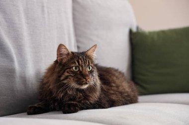 Oturma odasındaki kanepede uzanmış sevimli kahverengi kedi.