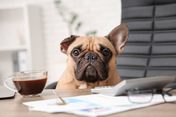 Funny French bulldog with cup of coffee, calculator and charts sitting at table in office