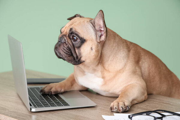 Funny French bulldog with laptop sitting at office table on green background