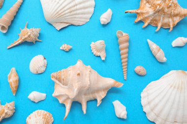 Mavi arka planda birçok farklı deniz kabuğu